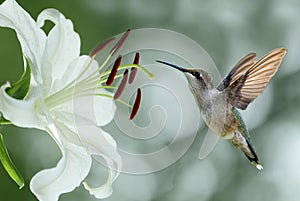 Hummingbird (archilochus colubris) hovering next to a pretty lil photo