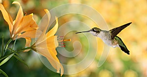 Hummingbird (archilochus colubris) hovering next to a yellow lil photo