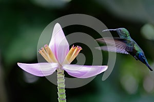 Hummingbird around flowers, french caribbean island