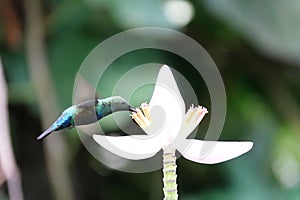 Hummingbird around flowers, french caribbean island