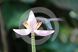 Hummingbird around flowers, french caribbean island
