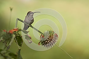 Hummingbird in the Azapa Valley, Chile