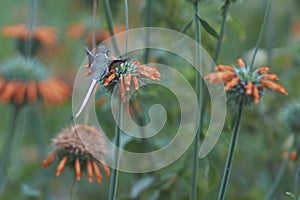 Hummingbird in the Azapa Valley, Chile