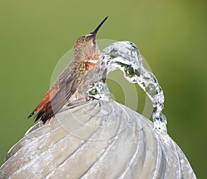 Hummingbird bathing