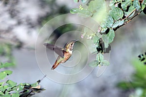 Hummingbird in BC