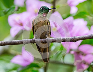 Hummingbird with beautiful flowers