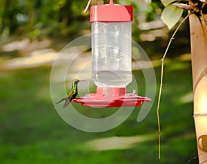 Hummingbird and bee sitting on Bird feeder