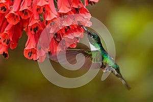 Hummingbird with big red flower. Collared Inca, Coeligena torquata, dark green black and white hummingbird flying next to