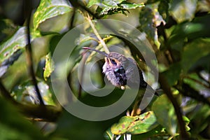 Hummingbird, biological family of Trochilidae, resting on a jungle tree branch in tropical Monteverde National Park Costa Rica