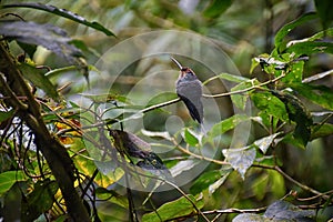 Hummingbird, biological family of Trochilidae, resting on a jungle tree branch in tropical Monteverde National Park Costa Rica