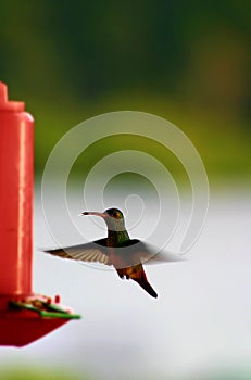 Hummingbird at Bird Feeder