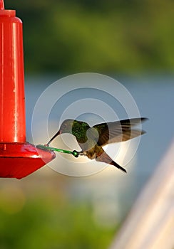 Hummingbird on a Bird Feeder