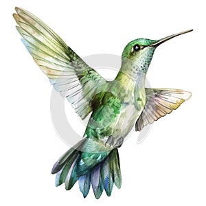 Hummingbird, Bird Illustration. Watercolor Style. AI Generated