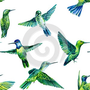 Hummingbird birds watercolor illustration seamless pattern