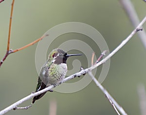 Hummingbird Black-chinned (Archilochus alexandri) photo