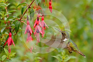 Hummingbird in blooming flowers. Scintillant Hummingbird, Selasphorus scintilla, tiny bird in the nature habitat. Smallest bird fr
