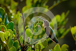 Hummingbird on a Branch