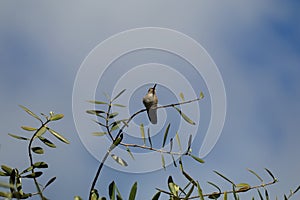 California Wildlife Series - Anna Hummingbird - Calypte anna photo