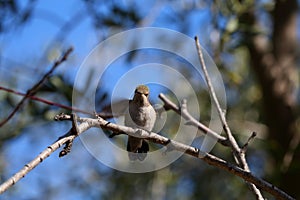 California Wildlife Series - Anna Hummingbird - Calypte anna