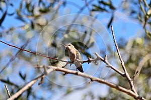 California Wildlife Series - Anna Hummingbird - Calypte anna photo