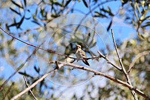 California Wildlife Series - Anna Hummingbird - Calypte anna photo