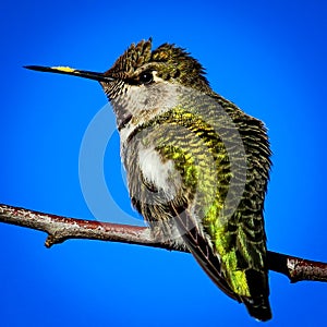 Hummingbird on a Branch