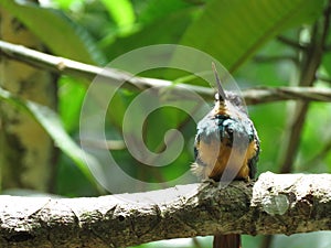 A Hummingbird on branch - Mata Atlantica- Paraty photo