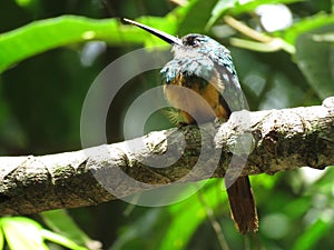 A Hummingbird on branch - Mata Atlantica- Paraty photo