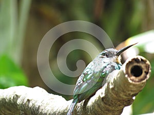 A Hummingbird on branch - Mata Atlantica- Paraty photo