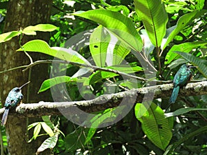 A Hummingbird on branch - Mata Atlantica- Paraty photo