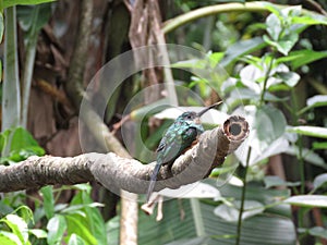 A Hummingbird on branch - Mata Atlantica- Paraty photo