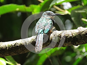 A Hummingbird on branch - Mata Atlantica- Paraty photo