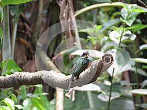 A Hummingbird on branch - Mata Atlantica- Paraty photo