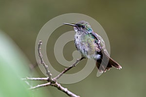 Hummingbird on a branch in the rainforest of the Mata Atlantica, Brazil photo