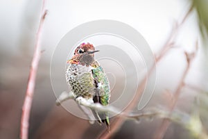 Hummingbird and branches