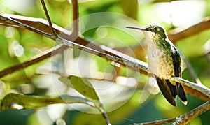 Hummingbird of the Brazilian Atlantic Forest