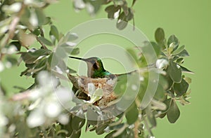 Hummingbird breeding on nest
