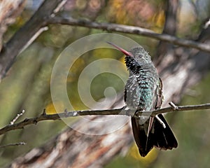 Hummingbird Broad-billed