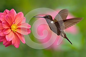 Hummingbird Brown Inca, Coeligena wilsoni, flying next to beautiful pink flower, pink bloom in background, Colombia