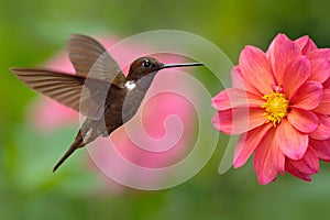 Hummingbird Brown Inca, Coeligena wilsoni, flying next to beautiful pink flower, pink bloom in background, Colombia photo
