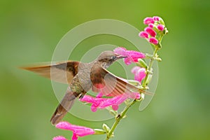 Hummingbird Brown Inca, Coeligena wilsoni, flying next to beautiful pink flower, pink bloom in background, Ecuador. Bird in the fo photo