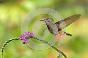 Hummingbird Brown Violet-ear, Colibri delphinae, flying next to beautiful pink flower, nice flowered orange green background, Cost