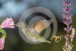 Hummingbird and bumblebee visit flowers