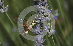 Hummingbird butterfly