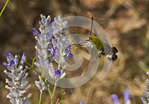 Hummingbird butterfly