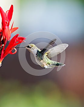 Hummingbird and Cana Lily