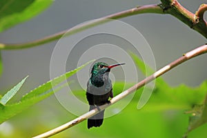 Hummingbird Canivet`s Emerald, chlorostilbon canivetii, sitting on a branch, Nicaragua
