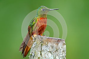 Hummingbird Chestnut-breasted Coronet, Boissonneaua matthewsii in the forest. Hummingbird from Peru clouds forest. Bird sitting on photo