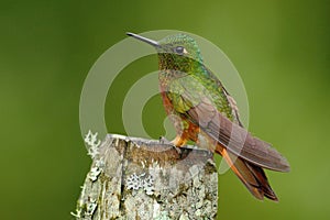 Hummingbird Chestnut-breasted sitting on lichen stump