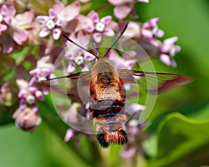 Hummingbird Clear wing Moth Photo and Image. Close-up rear view fluttering over a milkweed plant and drinking nectar with a blur